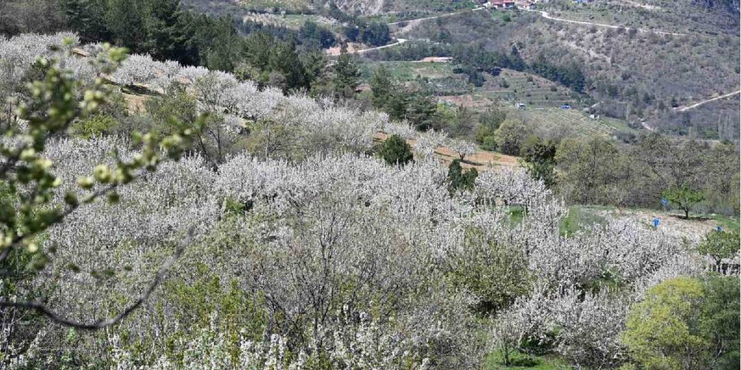 800 bin ağaç çiçek açtı: Bu yıl 20.000 ton rekolte bekleniyor 3